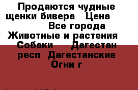 Продаются чудные щенки бивера › Цена ­ 25 000 - Все города Животные и растения » Собаки   . Дагестан респ.,Дагестанские Огни г.